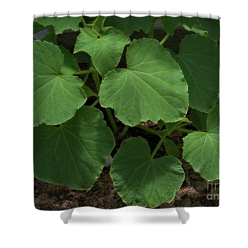 Leaf Shower Curtain featuring the photograph Leaf Pattern and Texture by Kae Cheatham