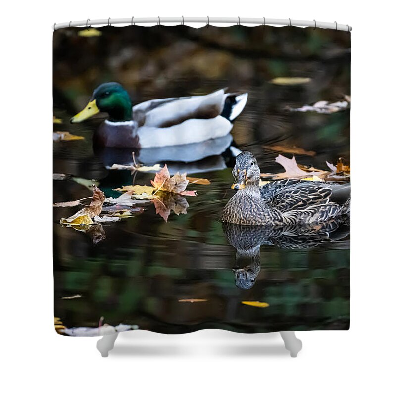 Bird Shower Curtain featuring the photograph Leaf Sprinkled by Linda Bonaccorsi