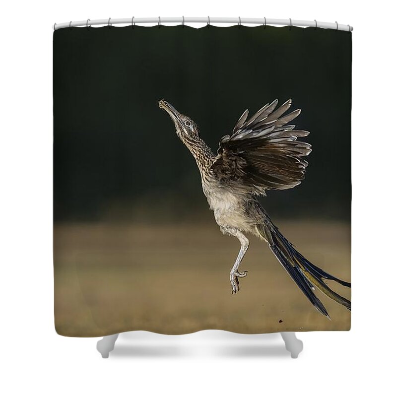 Greater Roadrunner Shower Curtain featuring the photograph Leaping to feed by Puttaswamy Ravishankar