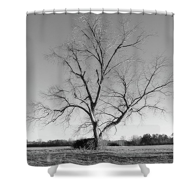 Leafless Tree Shower Curtain featuring the photograph Leafless Tree by Mike McGlothlen