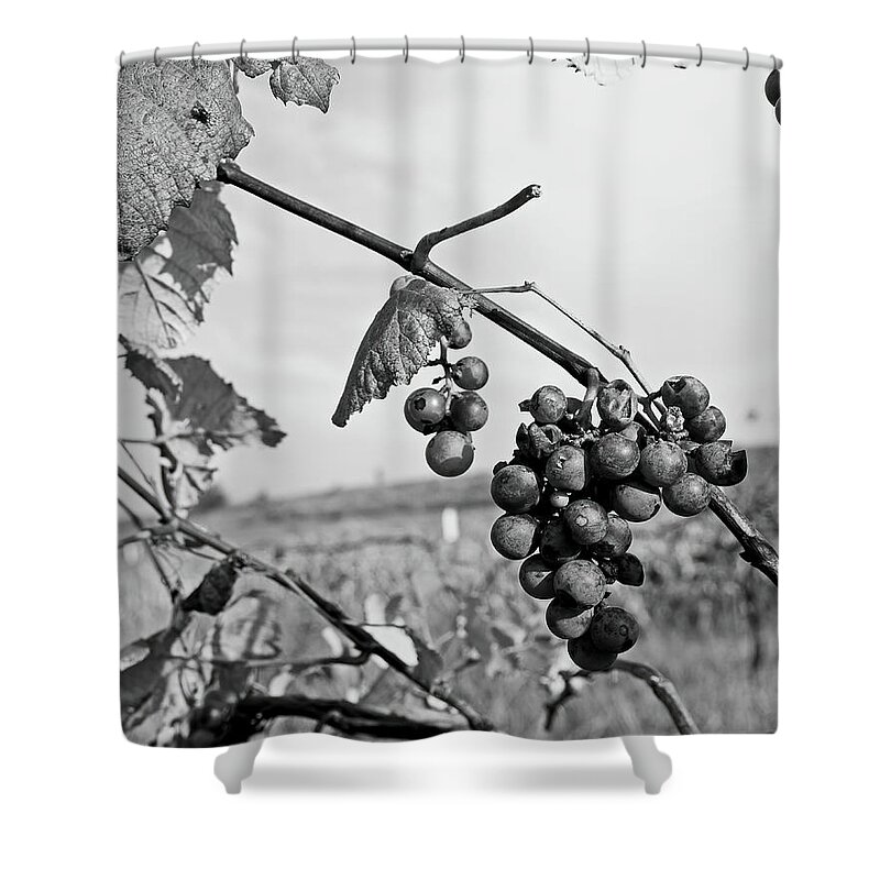 Fruit Shower Curtain featuring the photograph Left Behind by Lens Art Photography By Larry Trager