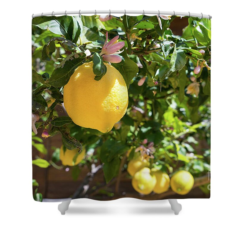 Lemon Tree Shower Curtain featuring the photograph Blooming lemon tree in the Mediterranean garden by Adriana Mueller