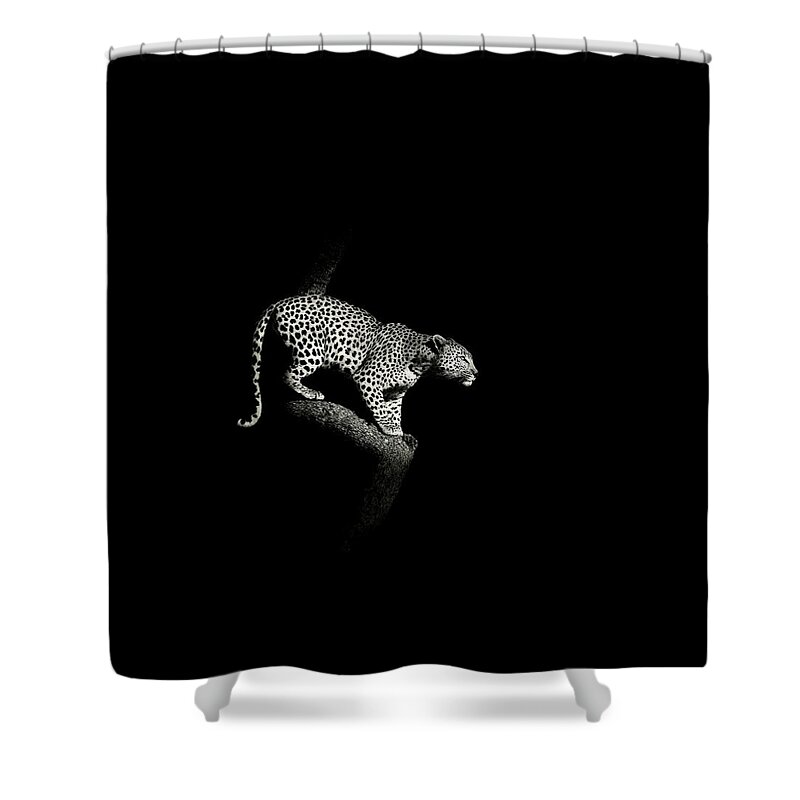 African Shower Curtain featuring the photograph Leopard crouching, South Africa by Stu Porter
