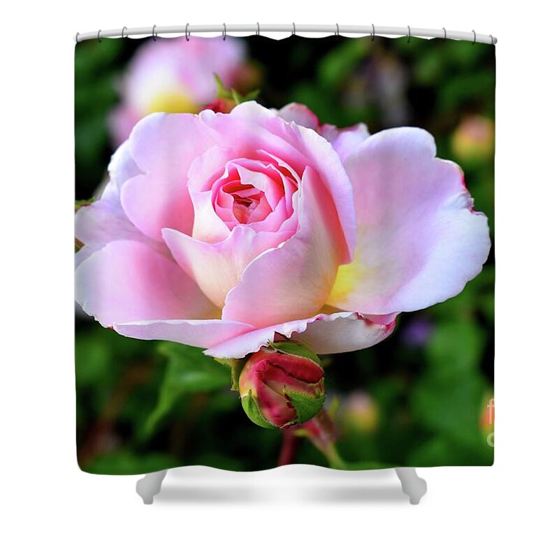 Nature Shower Curtain featuring the photograph Let me take you to Fields of Roses 003 by Leonida Arte
