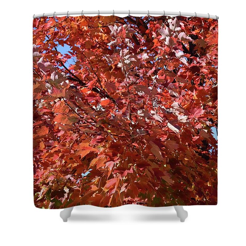 Tree Shower Curtain featuring the photograph Let Us Get Lost by Roberta Byram
