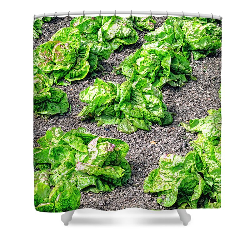 Lettuce Shower Curtain featuring the photograph Lettuce by Olivier Le Queinec