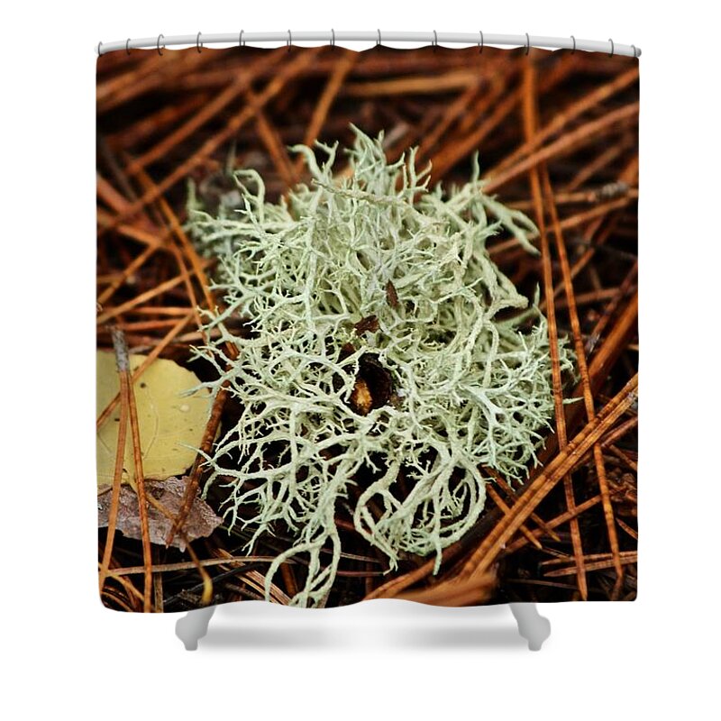 Lichen Shower Curtain featuring the photograph Lichen and Needles by Ann E Robson