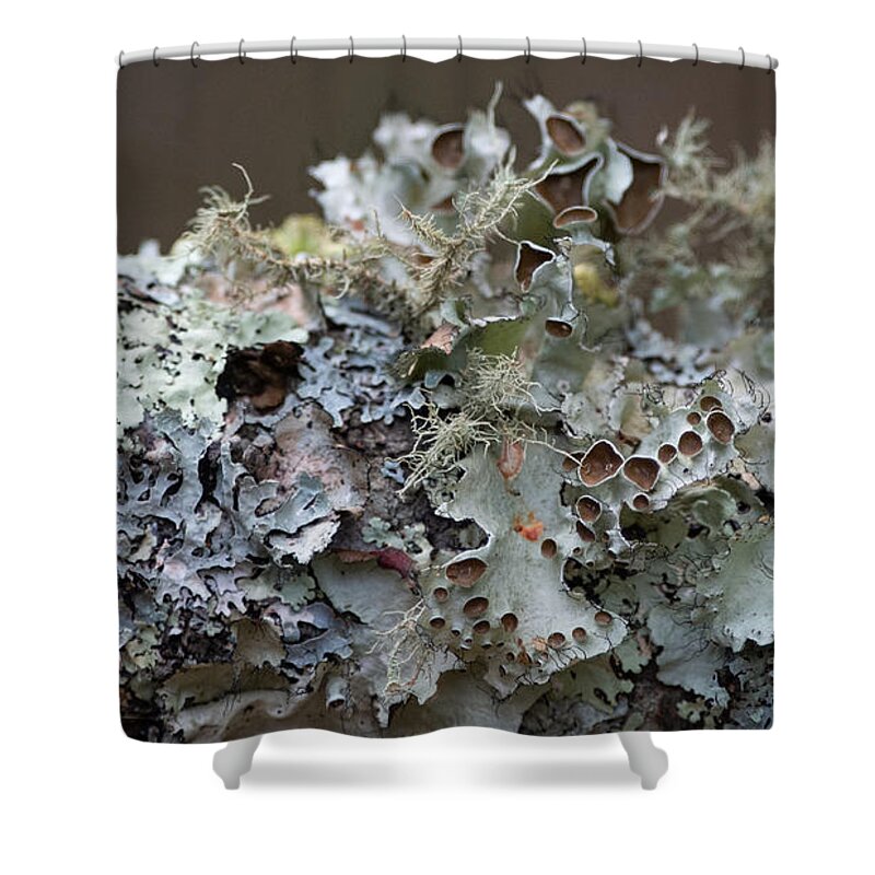 Lichen Shower Curtain featuring the photograph Lichen Sampler by Linda Bonaccorsi