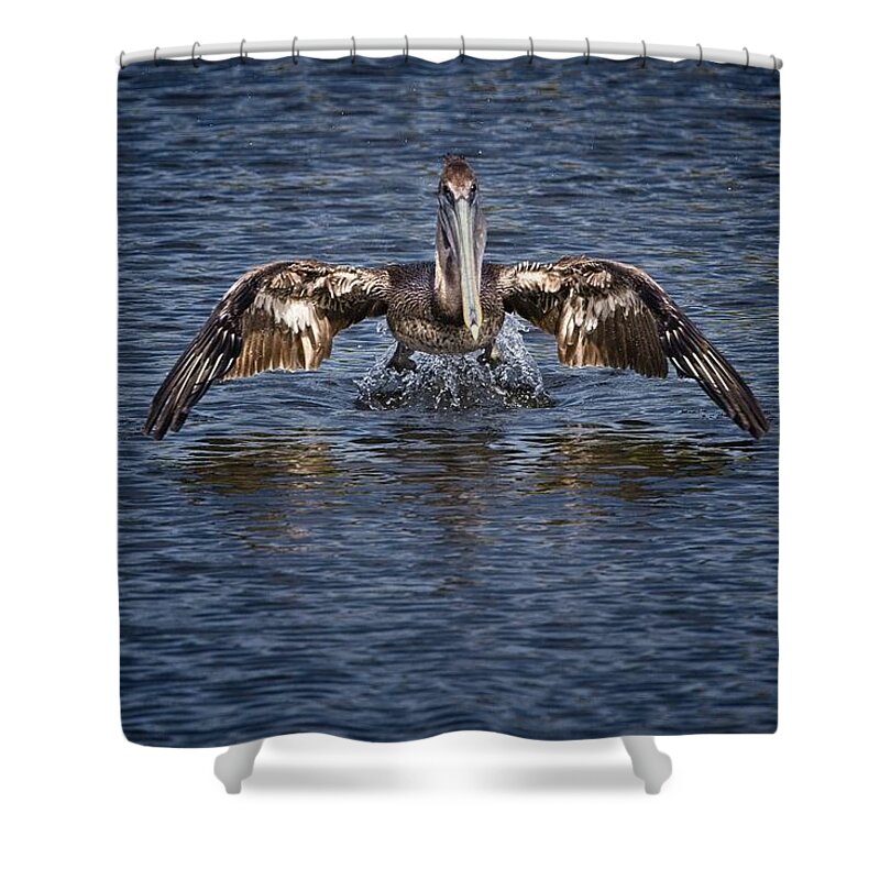 Brown Pelican Shower Curtain featuring the photograph Liftoff by Ronald Lutz