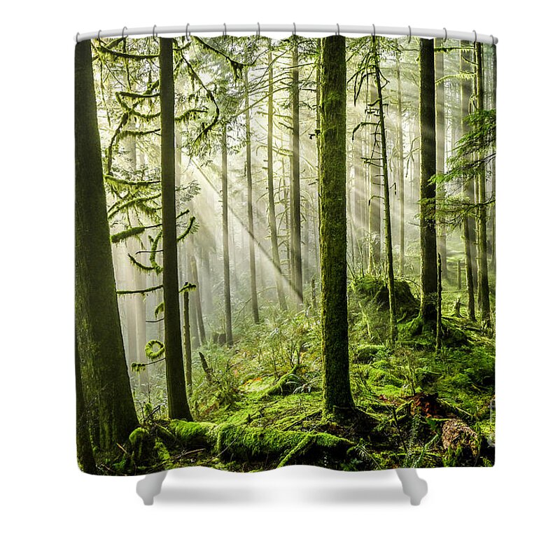 Golden Ears Provincial Park Shower Curtain featuring the photograph Light in the Forest by Michael Wheatley