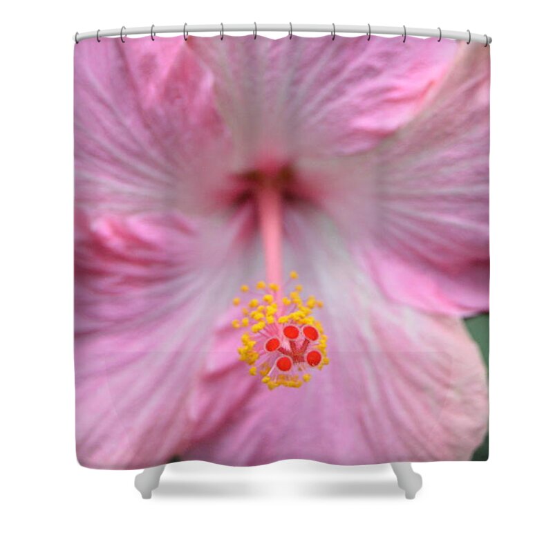 Flower Shower Curtain featuring the photograph Light Pink Hibiscus 3 by Amy Fose