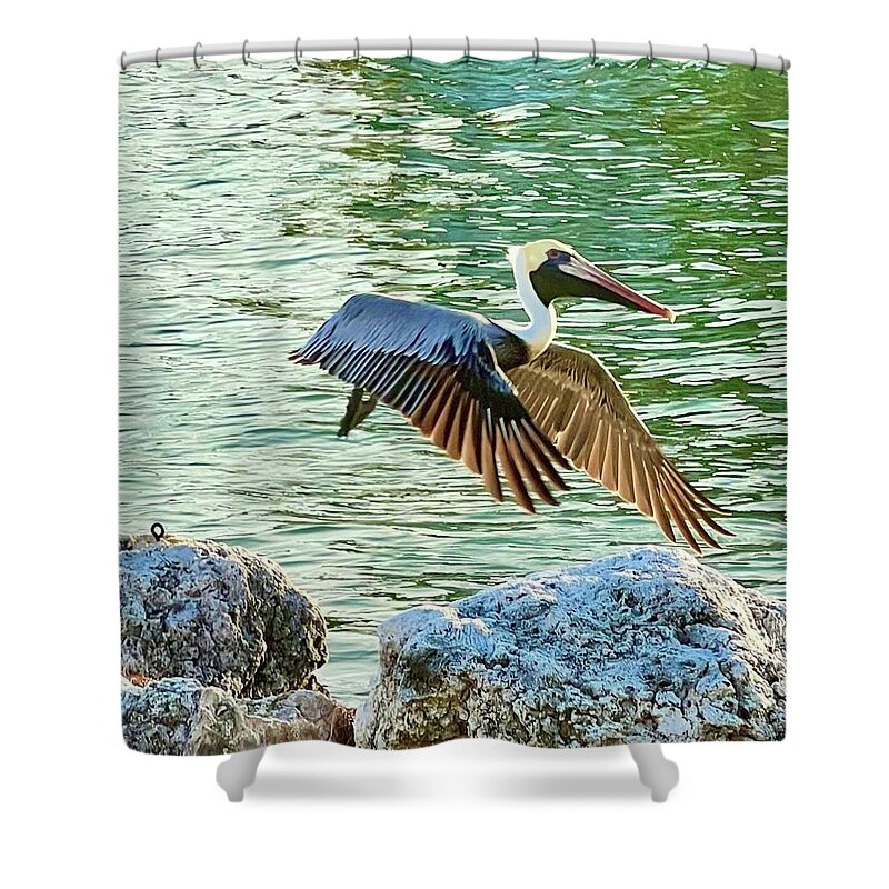 Pelican Shower Curtain featuring the photograph Light Wing Flight by Kelly Smith