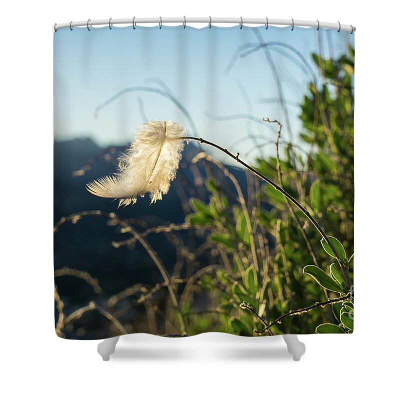 Feather Shower Curtain featuring the photograph Light feather in the wind by Adriana Mueller