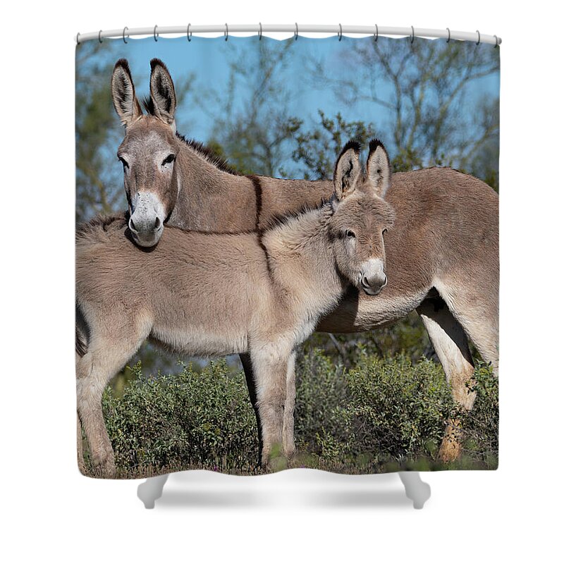 Wild Burros Shower Curtain featuring the photograph Like Mom by Mary Hone