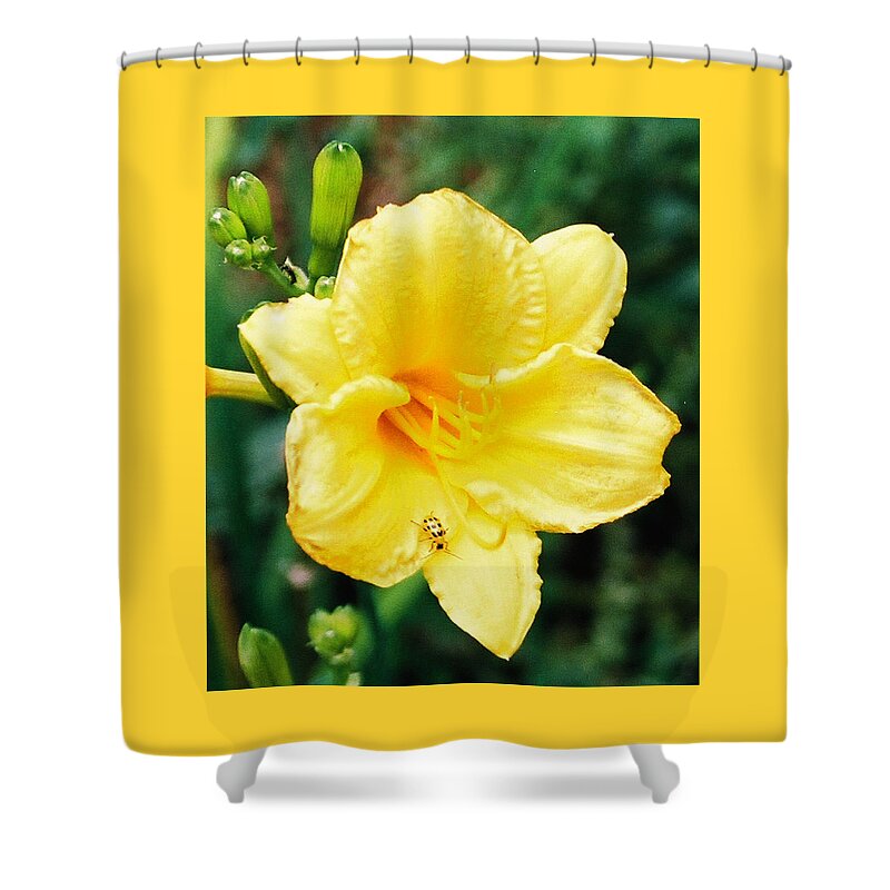 Stella D'oro Shower Curtain featuring the photograph Lil' Bug on Stella D'Oro by Nancy Ayanna Wyatt
