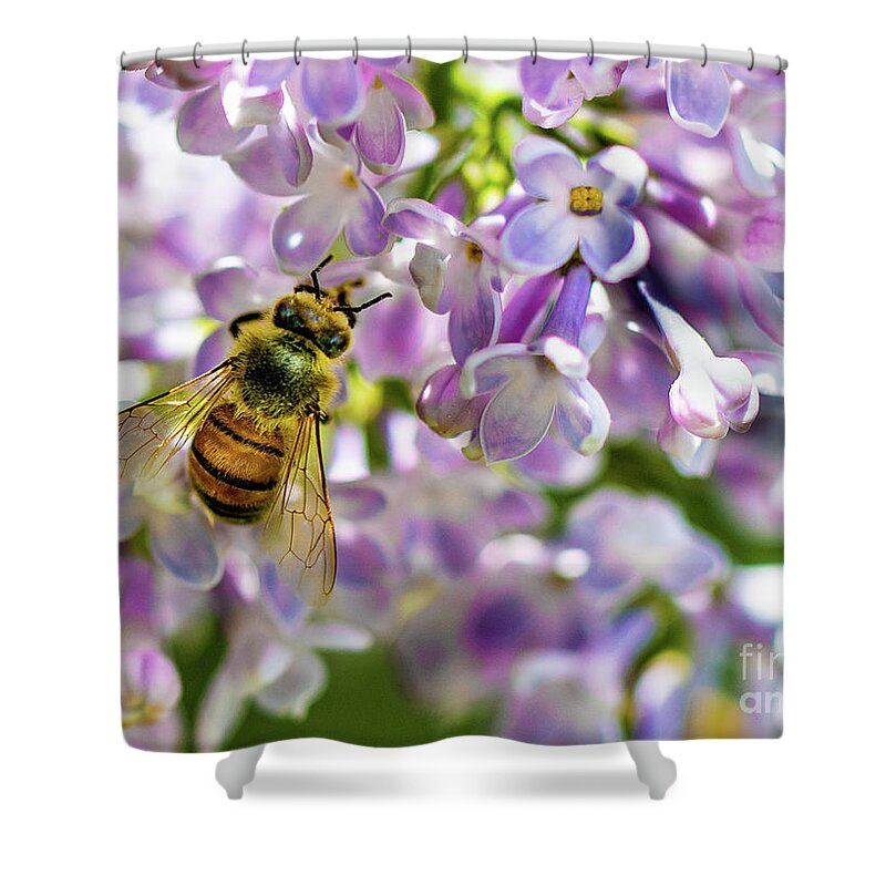 Lilac Shower Curtain featuring the photograph Lilac Bee by Darcy Dietrich