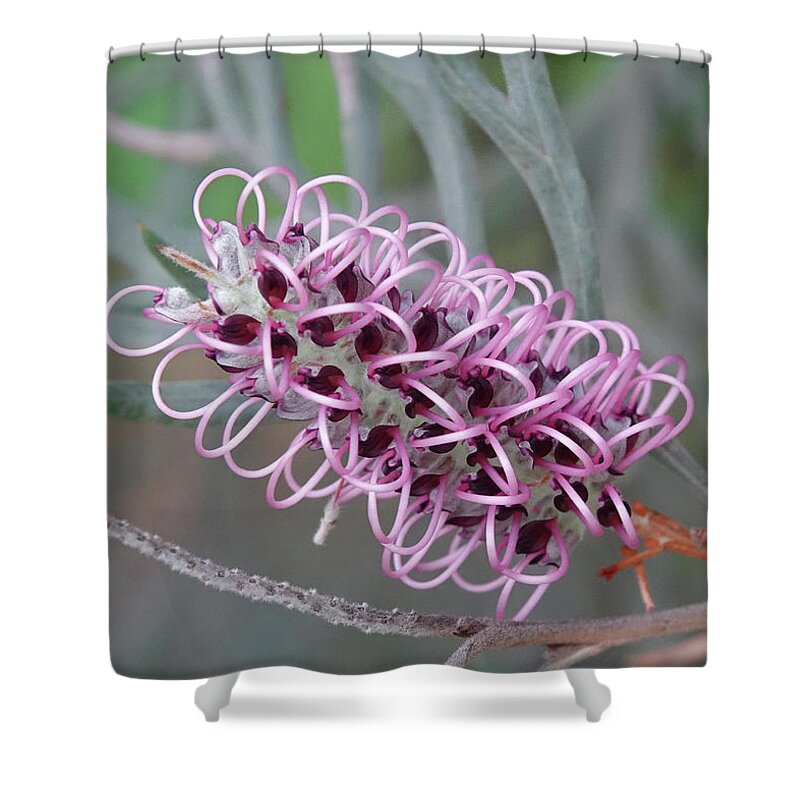 Grevillea Shower Curtain featuring the photograph Lilac Grevillea Flower by Maryse Jansen