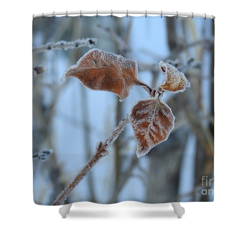 Frost Shower Curtain featuring the photograph Lilac leaves by Nicola Finch
