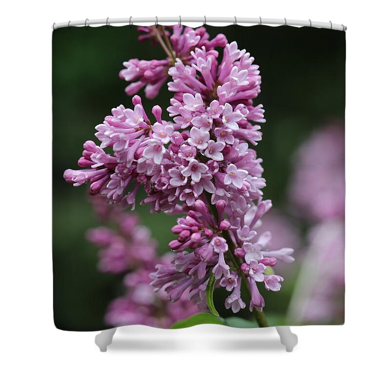 Shrub Shower Curtain featuring the photograph Lilac by Tammy Pool