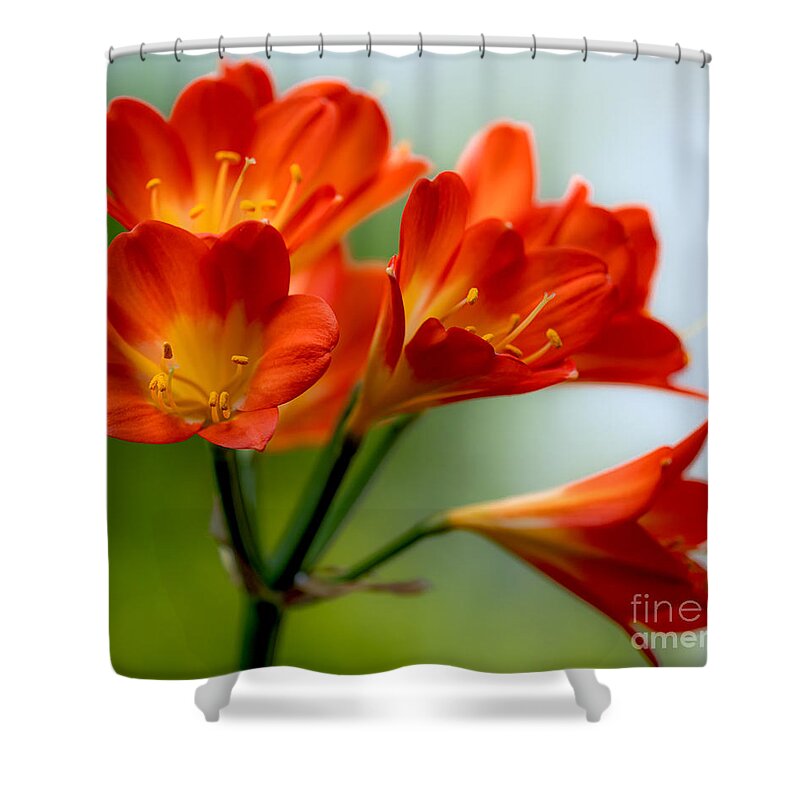 Lilium Shower Curtain featuring the photograph Lilium composition by The P