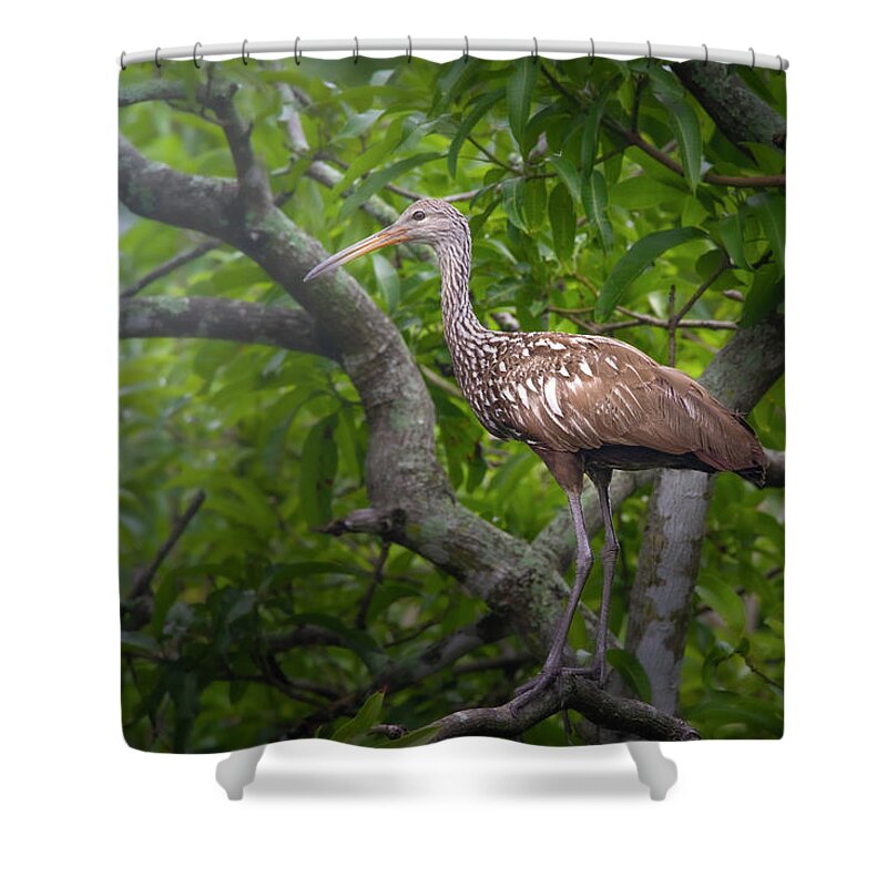 Limpkin Shower Curtain featuring the photograph Limpkin at Dawn by Mark Andrew Thomas
