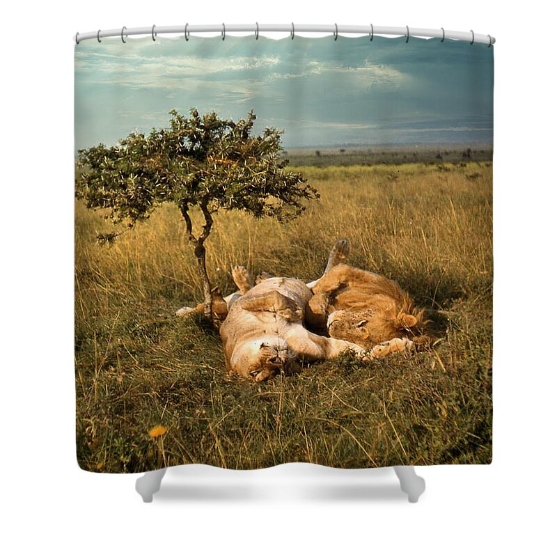 Africa Shower Curtain featuring the photograph Lion and Lioness Napping by Russel Considine
