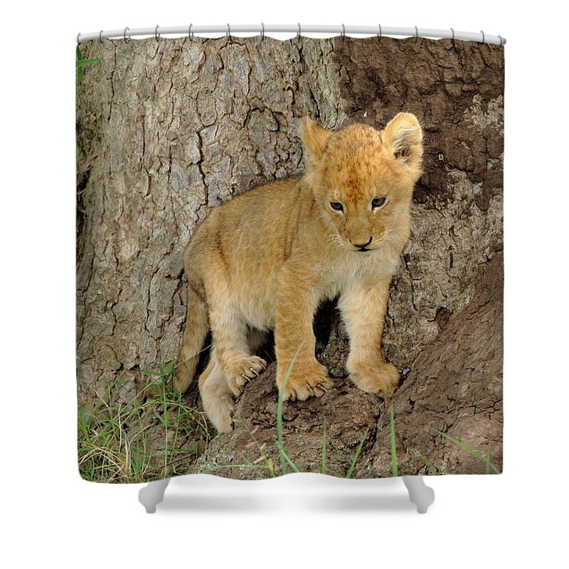 Lion Shower Curtain featuring the photograph Lion Cub at the Serengeti by Steve Wolfe