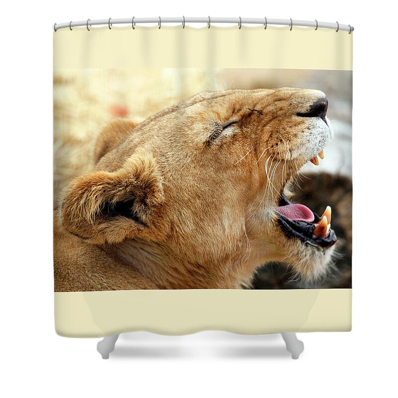 Lion Cub Shower Curtain featuring the photograph Lion Cub Yawn by Rick Wilking