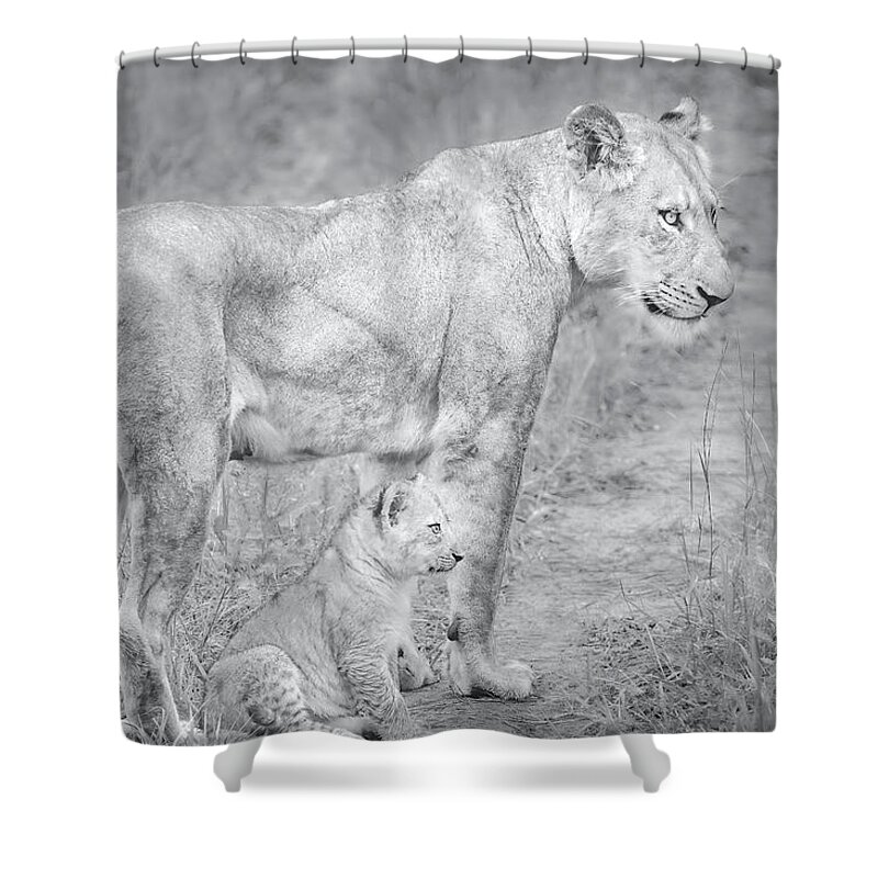 Lions Black And White Shower Curtain featuring the photograph Lioness and Cub Near Kruger National Park, on the Sabi Sands Reserve by Rebecca Herranen