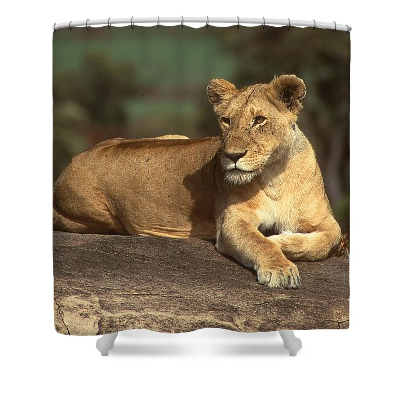 Africa Shower Curtain featuring the photograph Lioness Sunning Herself by Russel Considine