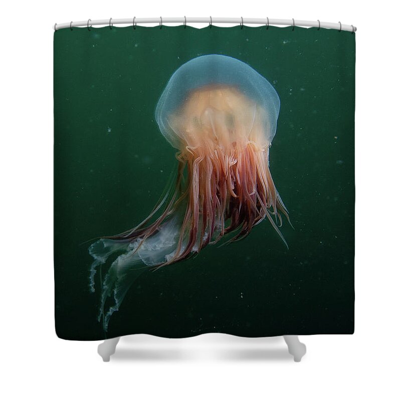 Jellyfish Shower Curtain featuring the photograph Lion's Mane Jellyfish by Brian Weber