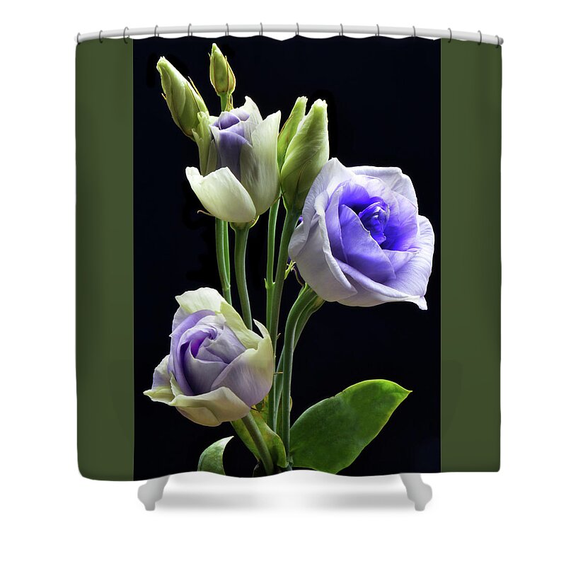 Lisianthus Shower Curtain featuring the photograph Lisianthus And Buddies by Terence Davis