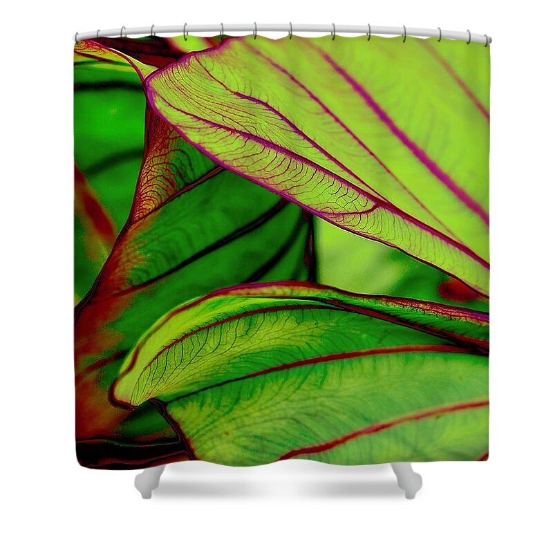 Nature Shower Curtain featuring the photograph Listening Leaves by Alida M Haslett