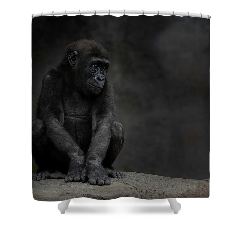 Larry Marshall Photography Shower Curtain featuring the photograph Little Chimp 4 by Larry Marshall