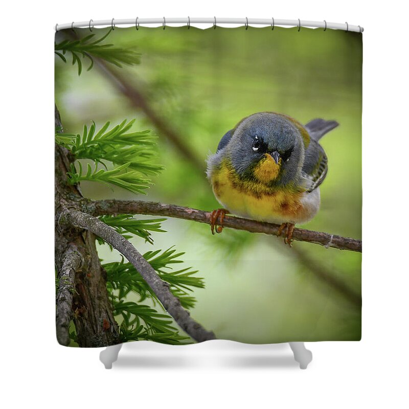 Warbler Shower Curtain featuring the photograph Little Cutie by Michelle Wittensoldner