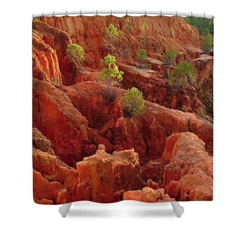 Algarve Shower Curtain featuring the photograph Little Pine Trees Growing on the Valley Cliffs by Angelo DeVal