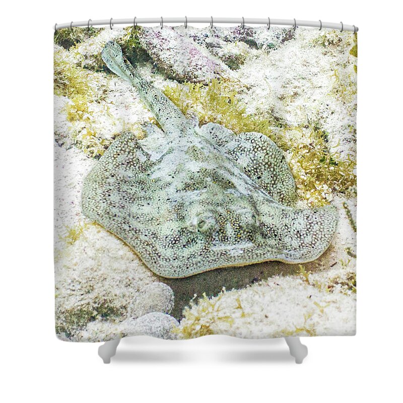 Animals Shower Curtain featuring the photograph Little Spot by Lynne Browne