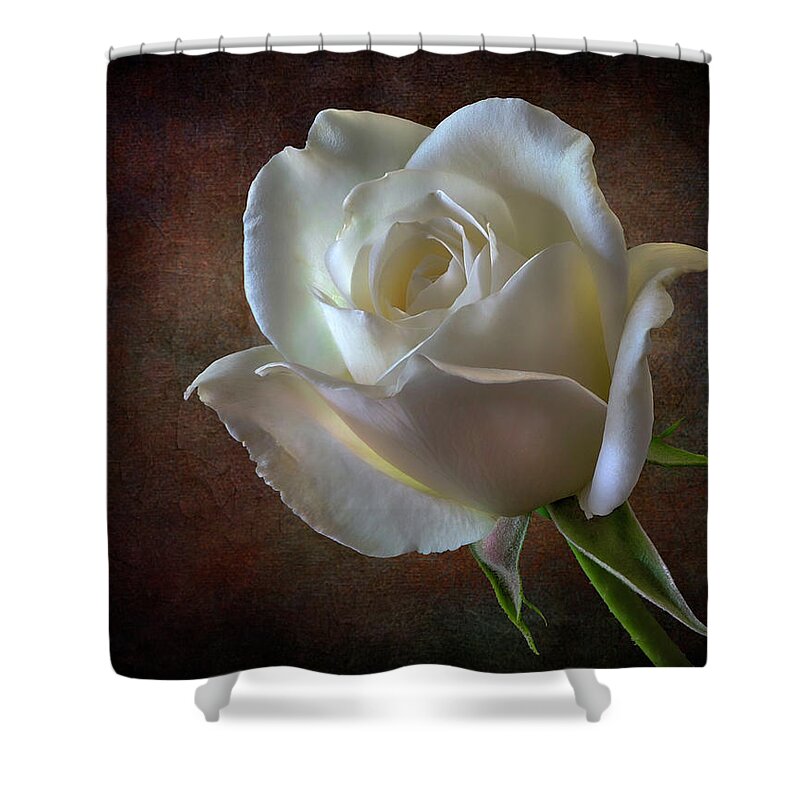 White Rose Shower Curtain featuring the photograph Little White Rose 2 by Endre Balogh
