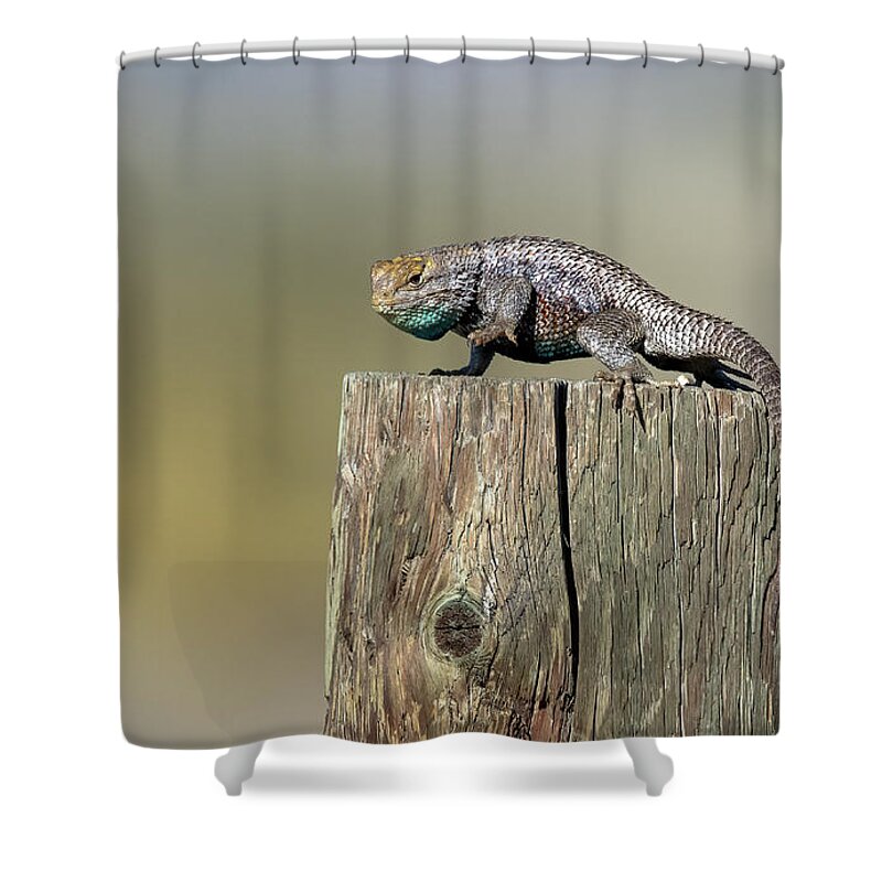 Lahontan Shower Curtain featuring the photograph Lizzard by Rick Mosher