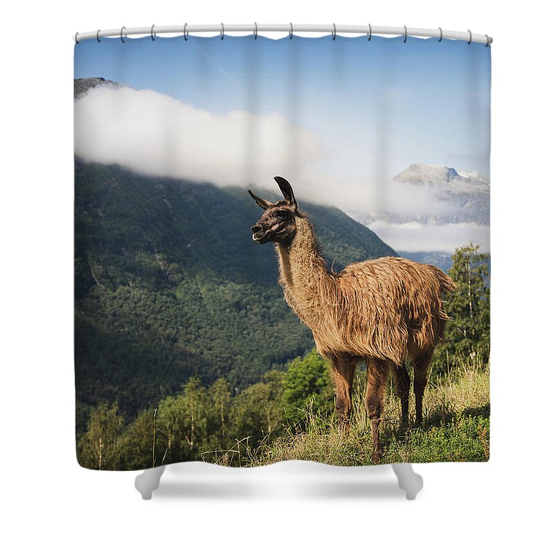 Llama Shower Curtain featuring the photograph Llama in Mountain Landscape by Nicklas Gustafsson