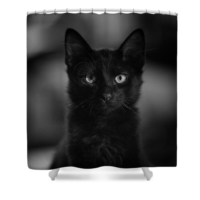 Cat Shower Curtain featuring the photograph Loki by DArcy Evans