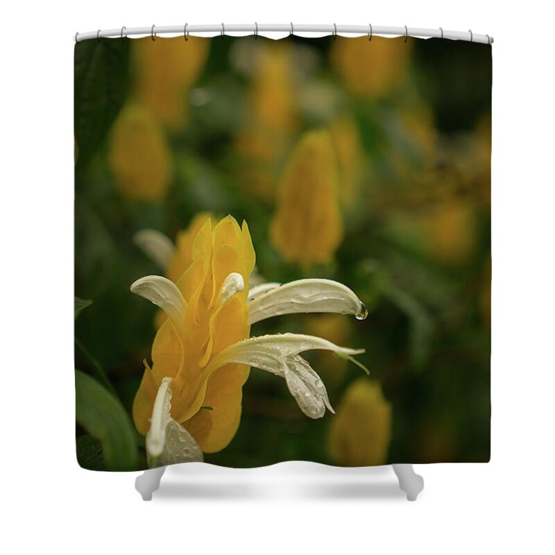 Hawaii Shower Curtain featuring the photograph Lollipop Flower Brightens the Day by Nancy Gleason