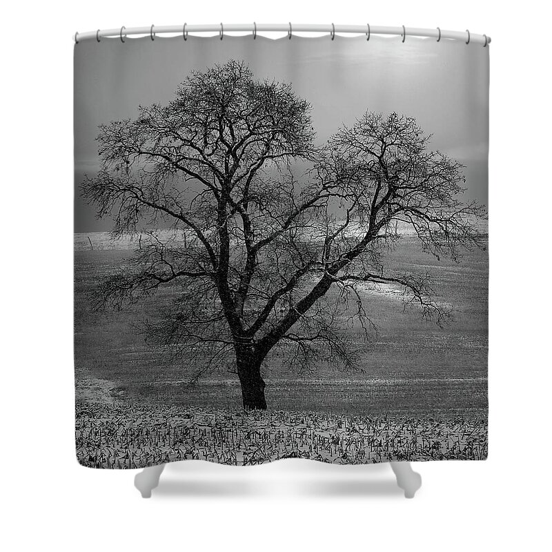  Shower Curtain featuring the photograph Lone Oak in Winter Corn Field - Tompkins Center, Michigan USA - by Edward Shotwell