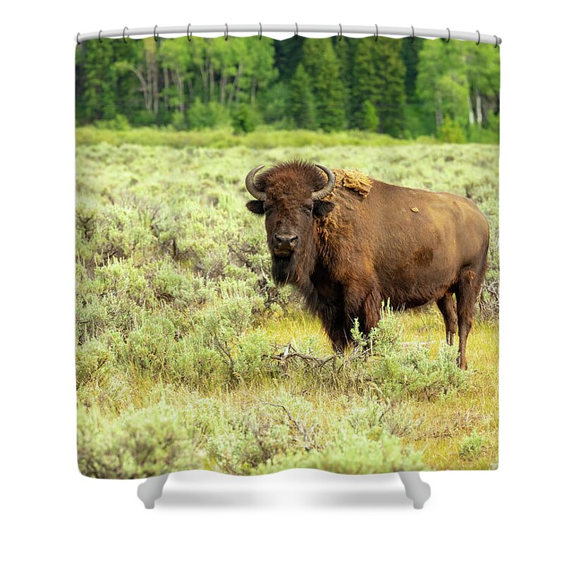 Buffalo Shower Curtain featuring the photograph Lone Teton Buffalo by Tara Krauss