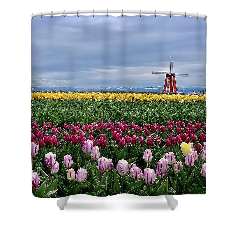 Windmill Shower Curtain featuring the photograph Lone Yellow Tulip by Brian Eberly
