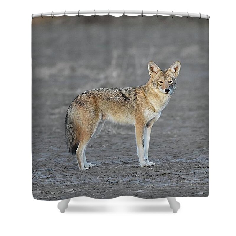 Coyote Shower Curtain featuring the digital art Loner by Tammy Keyes