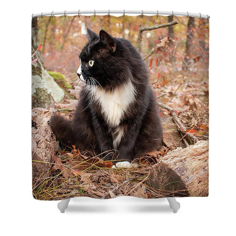 Cat Shower Curtain featuring the photograph Longhair Black and White Cat by Kristia Adams