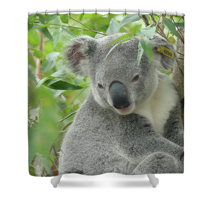 Animals Shower Curtain featuring the photograph Look After Me Please by Maryse Jansen