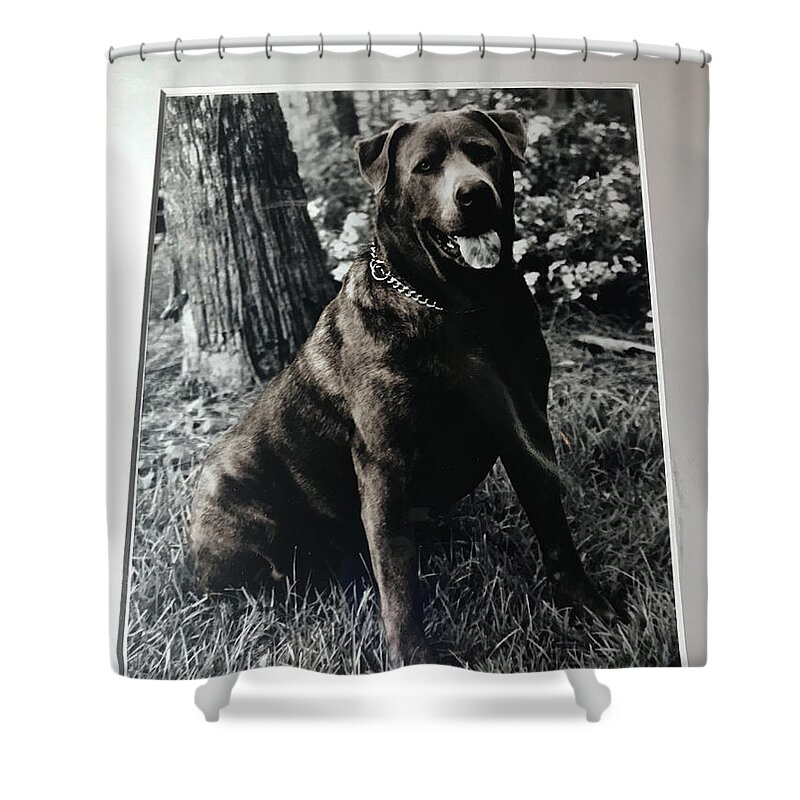 Dogs Shower Curtain featuring the photograph Sit by Jean Wolfrum