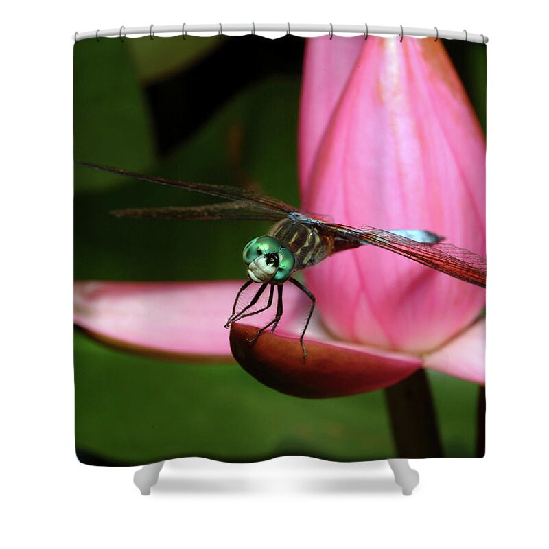 Dragonfly Shower Curtain featuring the photograph Look of a Dragonfly by Melissa Southern